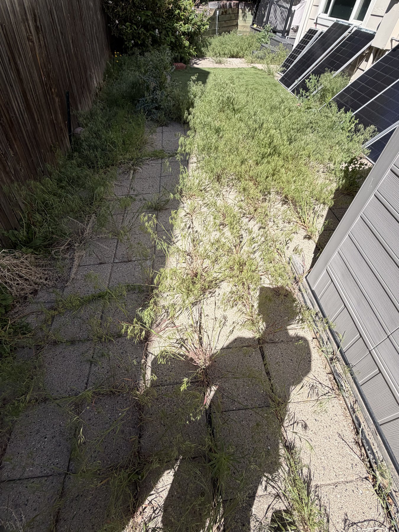 Before: weed-covered stone patio walkway